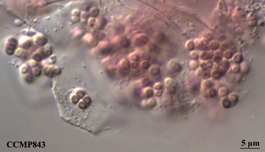 CCMP843 | NCMA at Bigelow Laboratory